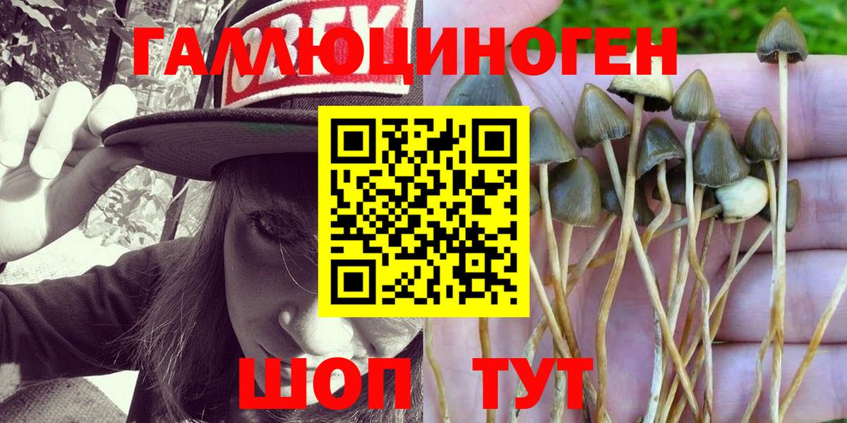 Псилоцибиновые грибы мицелий  Балабаново  Псилоцибиновые грибы Psilocybine cubensis 